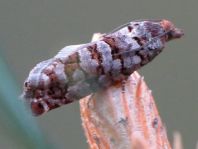 Gravitarmata margarotana