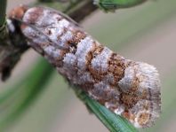 Gravitarmata margarotana
