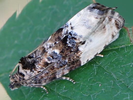 Hedya cf. nubiferana, Grauer Knospenwickler