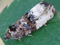 Hedya cf. nubiferana, Grauer Knospenwickler