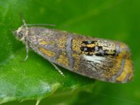 Prachtwickler, Olethreutes arcuella