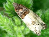 Wickler, Tortricidae
