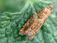 Wickler, Tortricidae