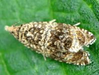 Wickler, Tortricidae