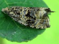 Celypha lacunana