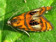 Prachtwickler, Olethreutes arcuella