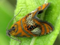 Prachtwickler, Olethreutes arcuella