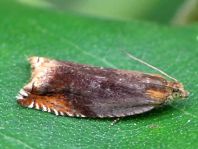 Ancylis upupana