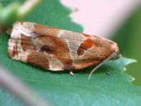 Archips xylosteana