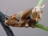 Archips xylosteana