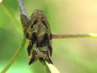 Archips xylosteana