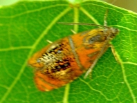 Prachtwickler, Olethreutes arcuella