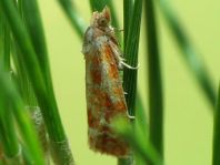 Rhyacionia buoliana, Kiefern-Knospentriebwickler