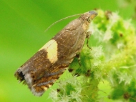 Gelbrückiger Margeritenwickler, Dichrorampha flavidorsana
