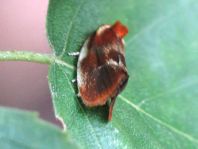 Eulia ministrana