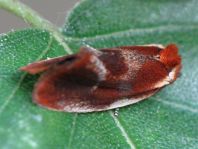 Eulia ministrana