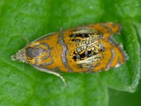 Prachtwickler, Olethreutes arcuella