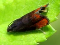 Pammene rhediella, Bodenseewickler