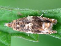 Wickler, Tortricidae