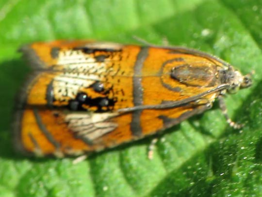 Prachtwickler, Olethreutes arcuella