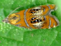 Prachtwickler, Olethreutes arcuella
