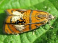 Prachtwickler, Olethreutes arcuella