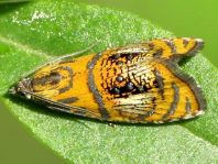 Prachtwickler, Olethreutes arcuella