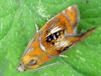 Prachtwickler, Olethreutes arcuella