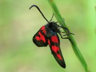 Zygaena triffolii, Sumpfhornklee-Widderchen