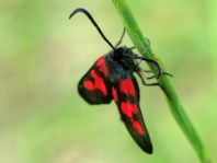 Zygaena triffolii, Sumpfhornklee-Widderchen