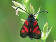 Zygaena triffolii, Sumpfhornklee-Widderchen