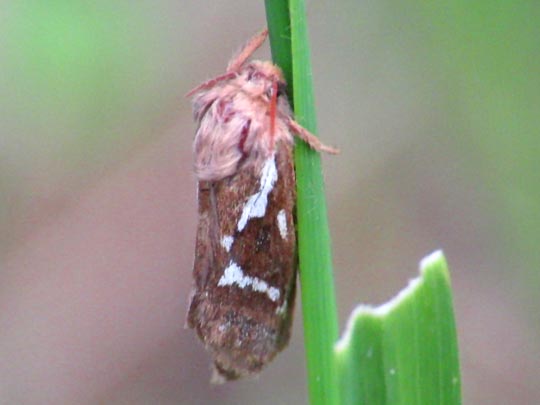 Pharmacis lupulina, Kleiner Hopfen-Wurzelbohrer
