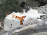 Leucodonta bicoloria, Weißer Zahnspinner