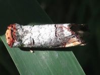 Phalera bucephala, Mondvogel