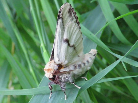 Phalera bucephala, Mondvogel