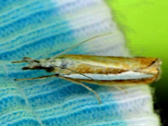 Catoptria margaritella