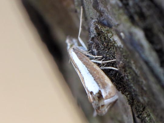 Catoptria margaritella