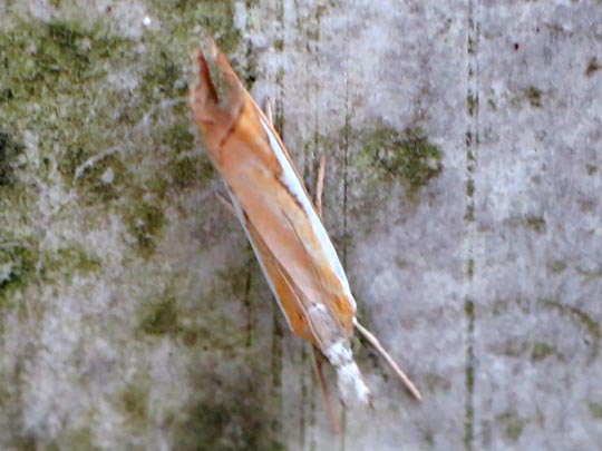 Catoptria margaritella