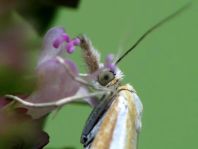 Catoptria margaritella
