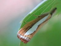 Catoptria margaritella