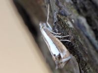 Catoptria margaritella
