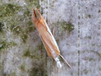 Catoptria margaritella