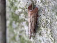 Chrysoteuchia culmella