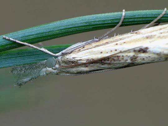 Pyralidae-Crambidae, Zünsler