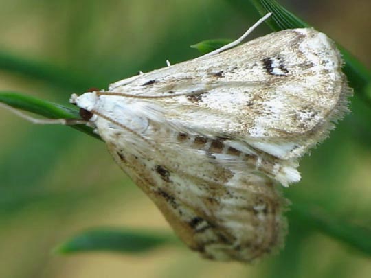 Parapoynx stratiotata, Krebsscheren-Zünsler