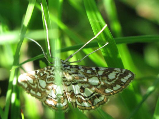 Elophila nymphaeata, Laichkraut-Zünsler