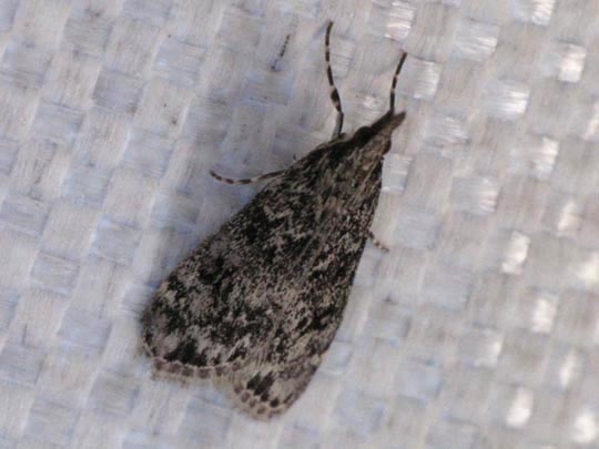 Pyralidae-Crambidae