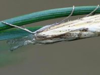 Pyralidae-Crambidae, Zünsler