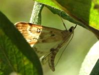 Parapoynx stratiotata, Krebsscheren-Zünsler