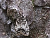 Eudonia lacustrata